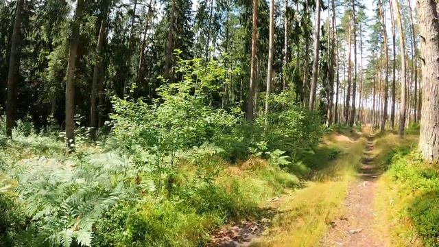 Вырубка леса продолжается...Добрались до Lilaste смотреть онлайн