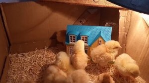 Выращивание цыплят после инкубатора