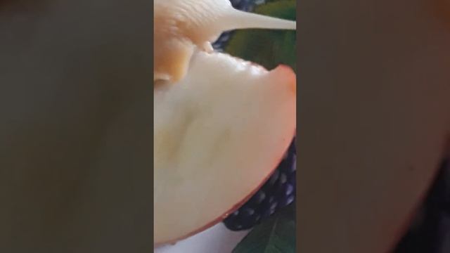 Африканская улитка ест смотреть онлайн