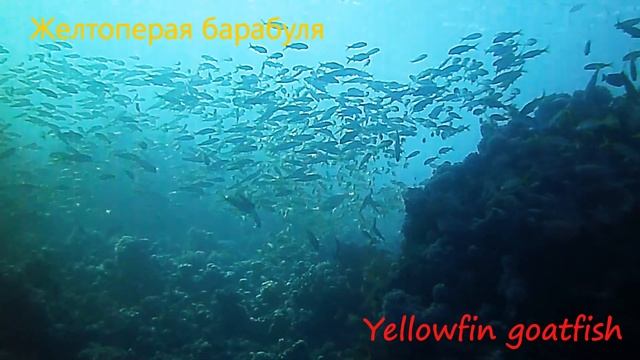 safari hurghada's dive sites смотреть онлайн