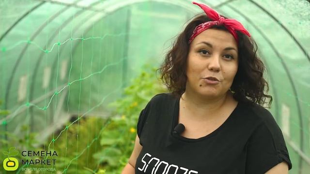 Как увеличить урожай огурцов. Определяем по листьям, чего не хватает огурцам.#семенамаркет#огурцы смотреть онлайн