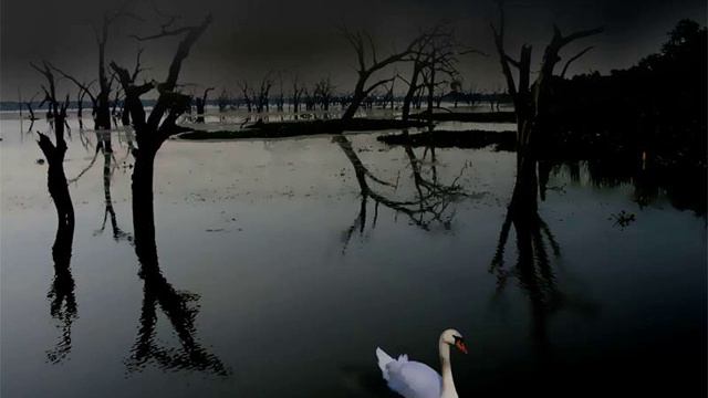 Sibelius- Swan Of Tuonela смотреть онлайн