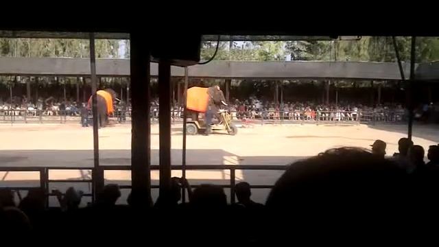 Экскурсия. Шоу слонов