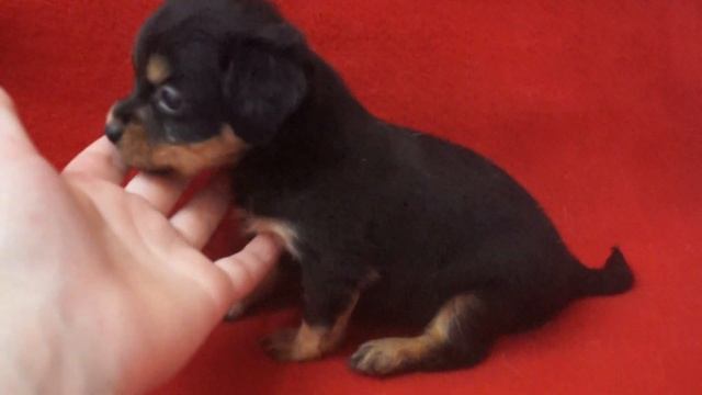 Триумф Нежности Дакота смотреть онлайн