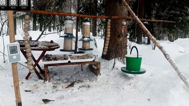 Lintujen ruokinta 22.2 8-10 смотреть онлайн
