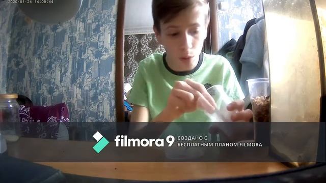 Кормлю карасей в аквариуме смотреть онлайн