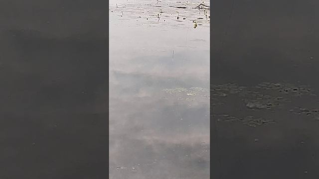 Солнечный окунь на опарыш