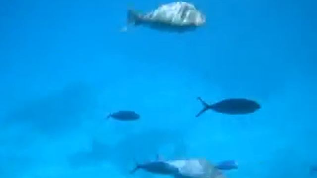 25.09.2008 подводная экскурсия в Шарм эль Шейхе смотреть онлайн