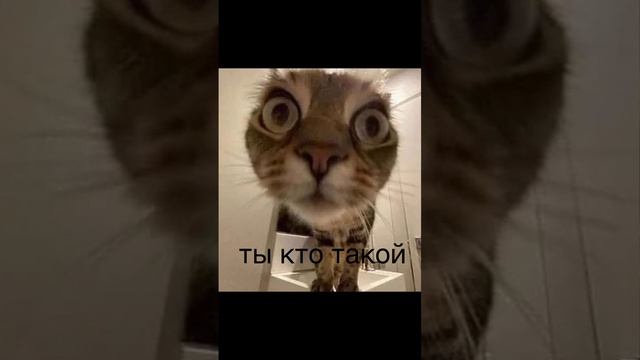 scene_output.mp4 смотреть онлайн