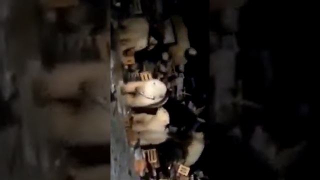 Медвежата в Балтийске смотреть онлайн