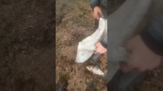 Рыбалка в луже смотреть онлайн