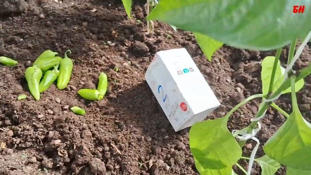 высадка рассады перца и уже первый урожай)))) дача сад огород смотреть онлайн