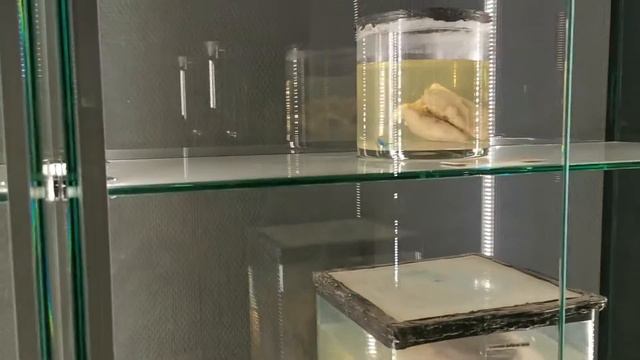 Музей аномалий тела ч.7 смотреть онлайн