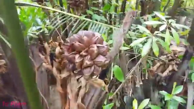 Пищевая искусство пищевые приключения Традиционная пища натуральные пищевые продукты удивительные б