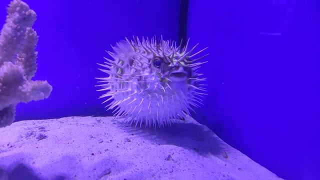 иглобрюх здувается