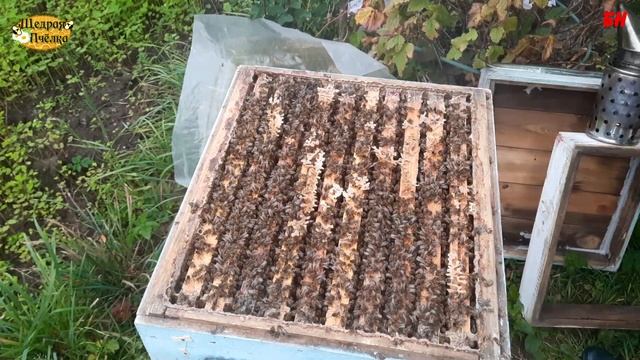 пчеловодство, зимовка пчел в ульях из дерева и пены, здравствуй Владимир Жуков, в чем разница? смотреть онлайн