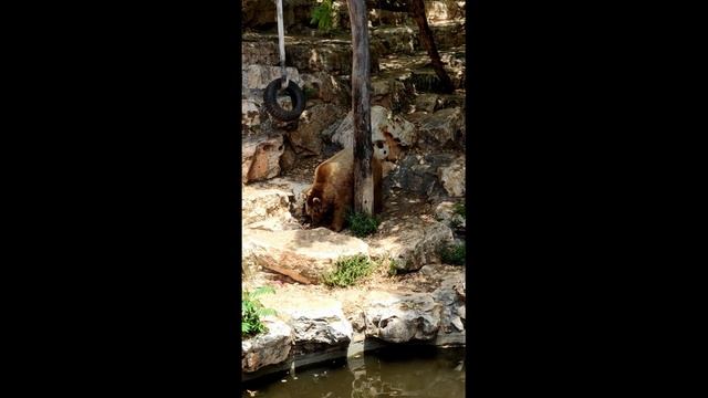 דוב מתרחץ -bear taking a bath-медведь принимает ванну prt1 смотреть онлайн