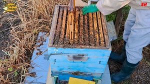 пчеловодство, расширение семьи постановка 3-го корпуса, противооевой прием хотя и не требовалось