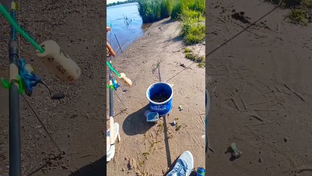 Её называют убийца Сома! смотреть онлайн