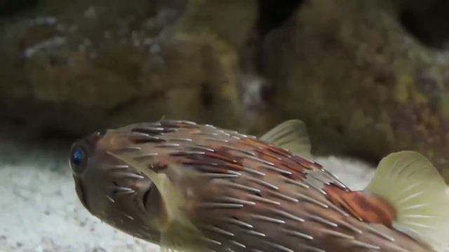 Океанариум Москва смотреть онлайн