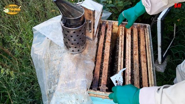 пчеловодство, 3 матки за сезон в одной семье смотреть онлайн