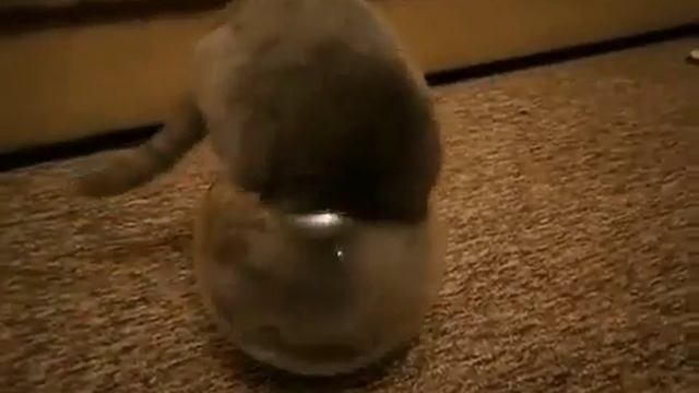 Есть подозрение что коты это жидкость.