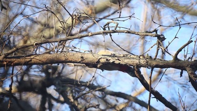 Большой пестрый дятел / Great spotted woodpecker / смотреть онлайн