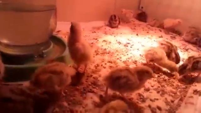 Перепелки: новый вывод и их содержание!