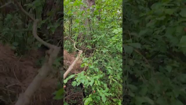 Москва. Прогулка по лесу. смотреть онлайн