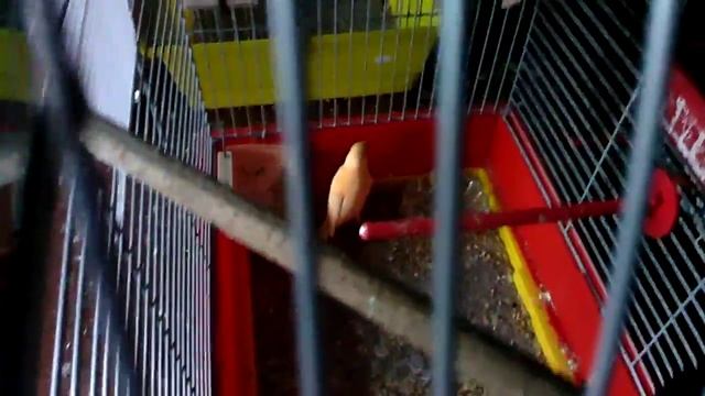 Кенар и Канарейка и родители 25 ноября смотреть онлайн