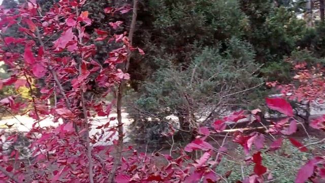 Ботанический сад в Патамдарте.Баку