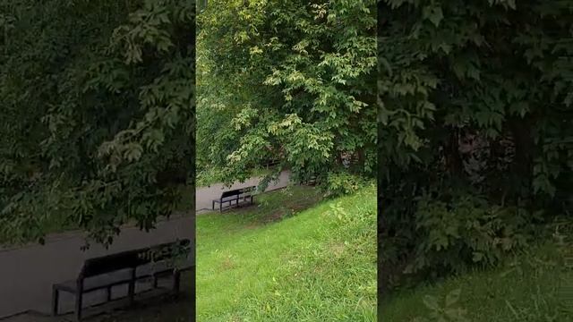 #СаржинЯр #Прогулка выходного дня