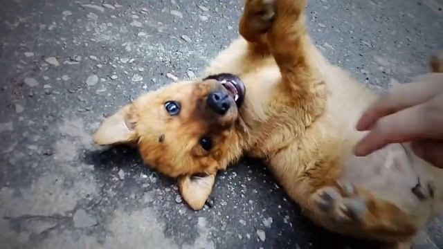 Охранник на мойке :) прикольный щенок смотреть онлайн
