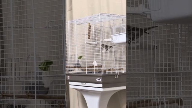 Чечетка (Acanthis flammea) в домашних условиях🐦⬛ певчие птицы России🪺 смотреть онлайн