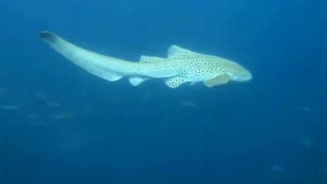 Леопардовые акулы - на лицо ужасные, добрые внутри