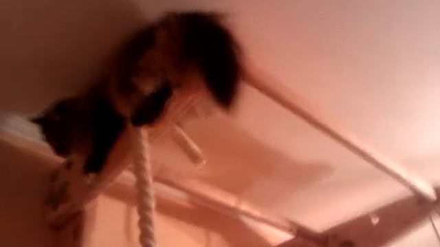 КОШКА И КАНАТ смотреть онлайн