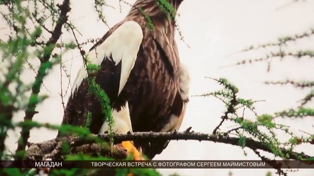 В Магадане открылась фотовыставка Сергея Маймистова (12+) смотреть онлайн