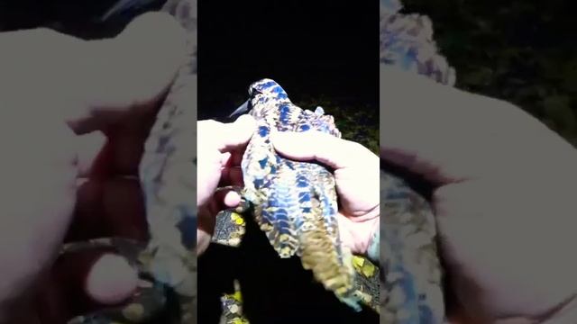 Я его поймал ночью в лесу смотреть онлайн