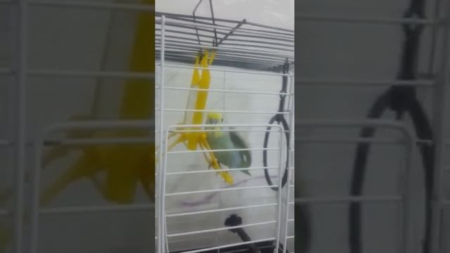 KONUŞAN MUHABBET KUŞU MEZDEKEDE KANAT ÇIRPAN BONCUK OYNUYORR :)) смотреть онлайн
