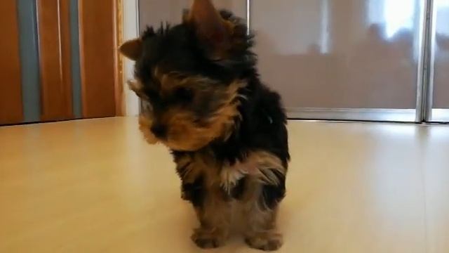 Йоркширский терьер 2 мес мальчик смотреть онлайн