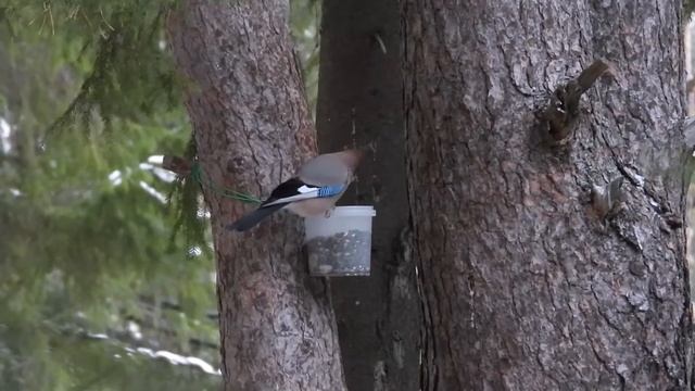 На кормушке 19 ноября смотреть онлайн