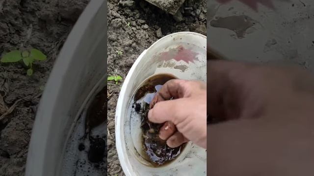 Проверяем ловушки на медведку. смотреть онлайн