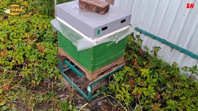 пчеловодство, работы на развитие семей, июнь смотреть онлайн