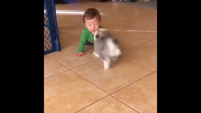 МИЛОТА ЗАШКАЛИВАЕТ    ПРИКОЛЫ С ЖИВОТНЫМИ 2020    КРУТОЕ ВИДЕО    Приколы с котами