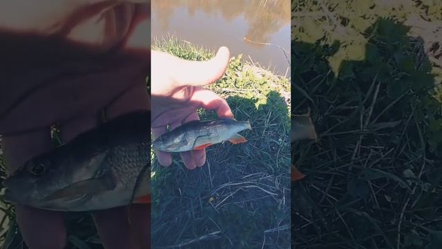 Рыбалка! Я только удочку закинул и начала клевать рыба смотреть онлайн