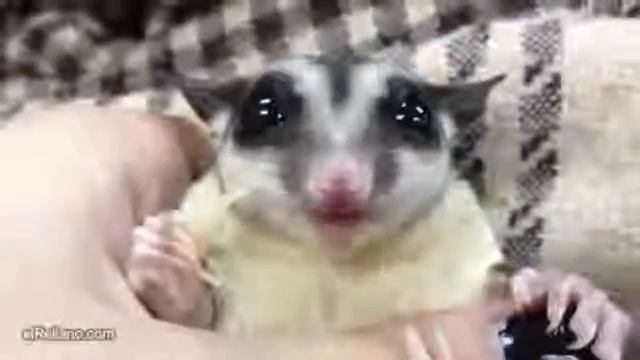 Маленькии прелестныи сахарныи сумчатыи летяга!