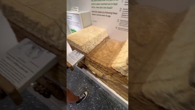 тошли сандик смотреть онлайн