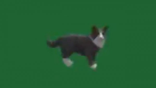 spinning cat green screen