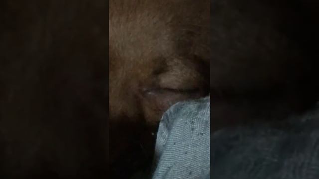 Мой щенок смотреть онлайн