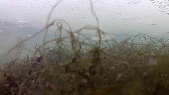 Первый лед. Жерлицы. Часть 2.